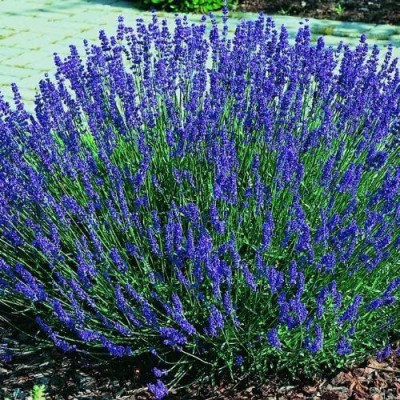 CYBEXIS VVI-4 - Hidcote Lavender - (2250 Seeds) Seed(2250 per packet)