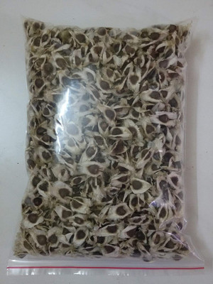CYBEXIS LXI-22 - Moringa Oleifera-Drumstick Horseradish Tree - (1350 Seeds) Seed(1350 per packet)