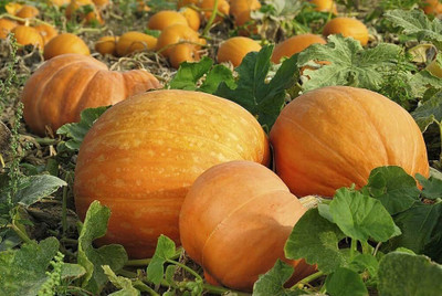 BDSresolve Pumpkin seeds for farming PACK OF 57 Seed(57 per packet)
