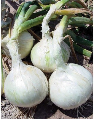 VibeX ® RXI-1068 WHITE Onion Hybrid Seeds Seed(1000 per packet)