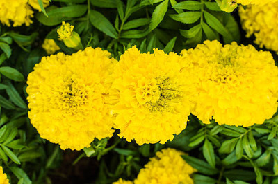 Cosmos marigold,gende ka phool seeds Seed(21 per packet)