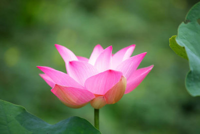SeeGreen farm lotus,kamal gatta Seed(11 per packet)