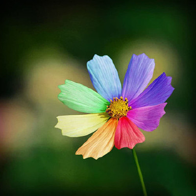 VibeX VVI-21 - Rainbow Color Chrysanthemum Flower - (270 Seeds) Seed(270 per packet)