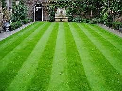 Seedsqlty Carpet lawn grass seeds Seed(8000 per packet)