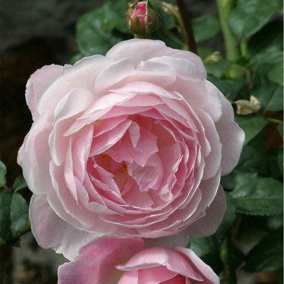 Qualtivate RES-6A Pink Rose Seeds Seed(25 per packet)