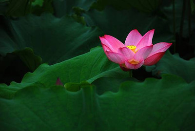 BDSresolve lotus,kamal gatta Seed(10 per packet)