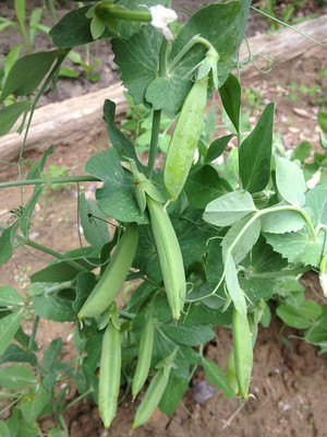 Qualtivate GBPT-2A Sugar Ann Snap Pea Garden Seeds Seed(200 per packet)