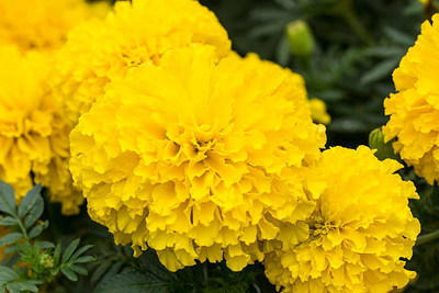 ALOCHUZ marigold/gende ka phool flower seeds Seed(75 per packet)