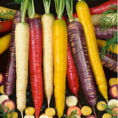 CYBEXIS Carrot Rainbow Blend Colourful Mixture of Five Varieties4000 Seeds Seed(4000 per packet)