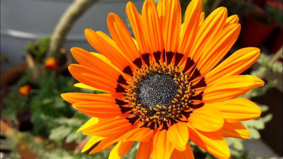 WILLVINE Venidium Mixed Color Seeds(200 Seeds) Seed(200 per packet)