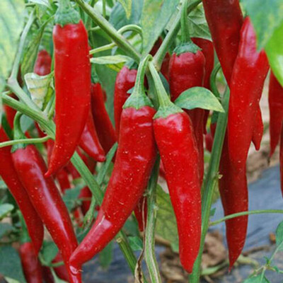KNESSiN Red Chilli Seed(200 per packet)