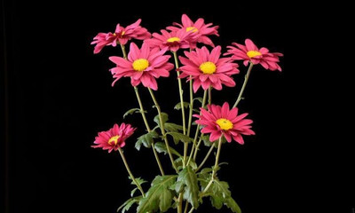 Quentova Chrysanthemum Flower-9D-UK Seed(75 per packet)