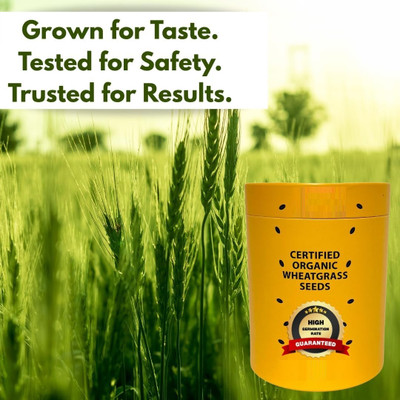 KNESSiN Non-Treated Hard Red Wheatgrass Seeds for Sprouting & Juicing-(40000 Seeds) Seed(40000 per packet)