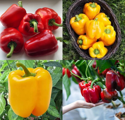ibains Capsicum seeds for planting shimla mirchi beez 39 Seed(39 per packet)