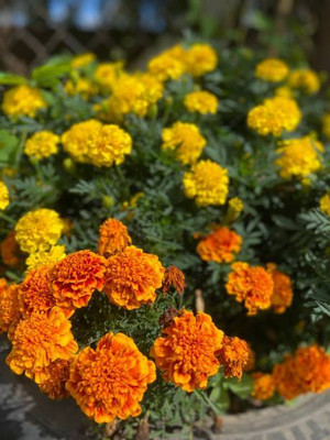 Brahmi marigold/gende ka phool flower seeds Seed(75 per packet)
