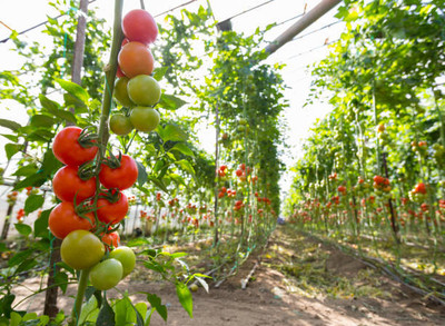 seedkart tomato Seed(125 per packet)