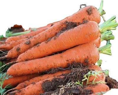 Quentova Gaajar Orange Carrot Vegetable-9S-RAJ Seed(200 per packet)