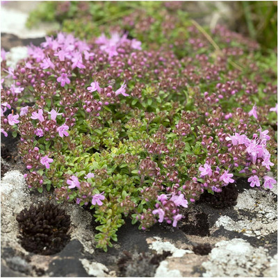 Biosnyg IAIR-47 Wild Creeping Thyme (Thymus serpyllum) -[50 Seeds] Seed(50 per packet)