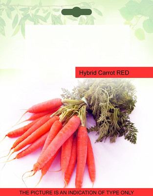 CYBEXIS Carrot Seed(1000 per packet)
