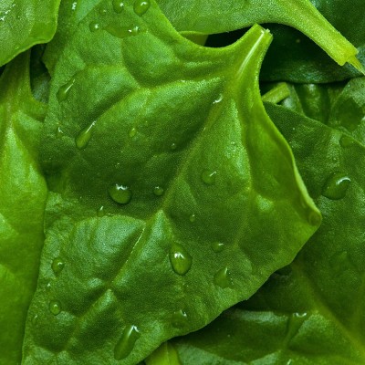 VibeX XLL-52 - New Zealand Spinach - (2250 Seeds) Seed(2250 per packet)