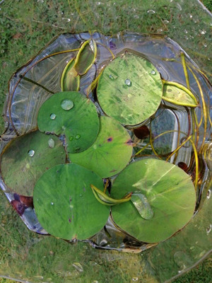 CYBEXIS GUA-49 - Lotus Nelumbo nucifera - (30 Seeds) Seed(30 per packet)