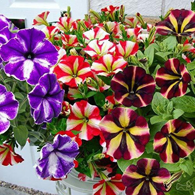 Lorvox Easy Wave Pink Dawn Trailing Petunia Seed(150 per packet)