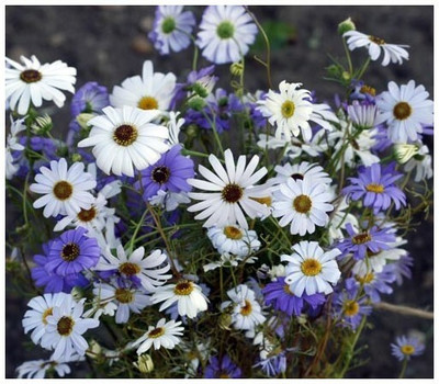 XOLDA Exotic daisy mix Seed(15 per packet)