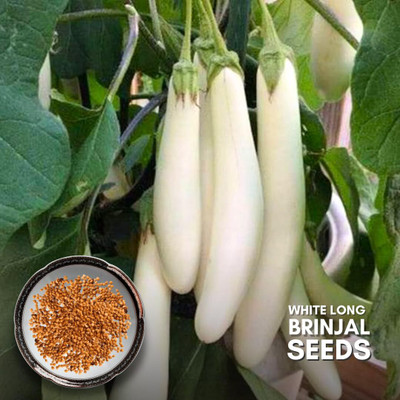 KNESSiN Brinjal White Long F1 Hybrid ( Seeds) Seed(5000 per packet)