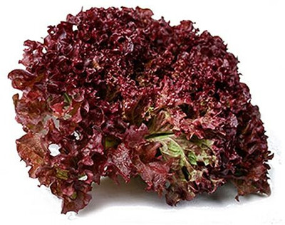 Aywal Round Lettuce Iceberg Vegetable Seed(200 per packet)