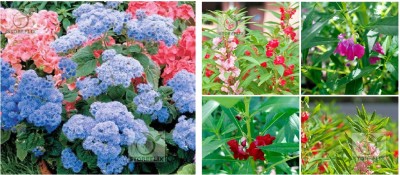 STOREFLIX ageratum - balsam Seed(120 per packet)