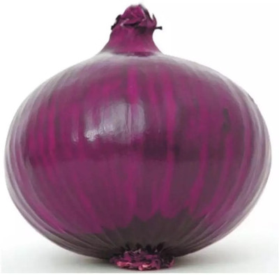 WATIKA Nasik Onion Seed(2000 per packet)