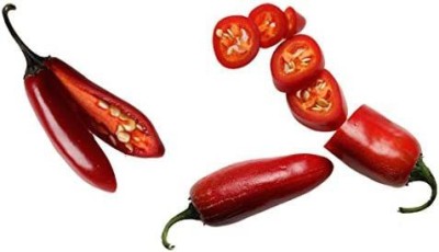 CYBEXIS Hybrid Red Jalapeno Hot Chili Pepper Seeds1000 Seeds Seed(1000 per packet)
