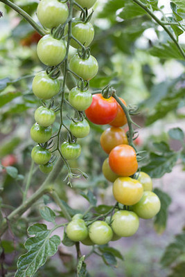 XOLDAA tomato Seed(110 per packet)