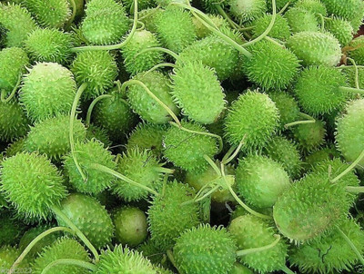 Qualtivate PUAS-1A West Indian Gherkin Burr Cucumber Seed(300 per packet)