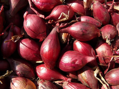 WILLVINE MEH -XI Red Shallot Onion [25g] Seed(15000 per packet)