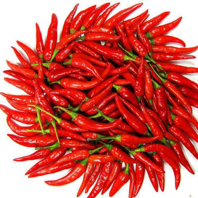 KNESSiN Giant Chilli Pepper Seed(500 per packet)