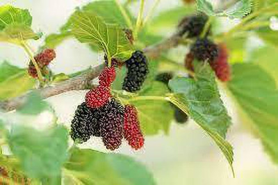 Oliver mulberry(shahatoot) fruit seeds Seed(191 per packet)