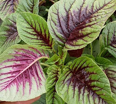 Qualtivate PUA-6A Amaranthus Tricolor Spinach Yin Choi Seed(300 per packet)