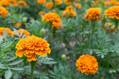 Harsh Impex marigold/gende ka phool flower seeds Seed(75 per packet)