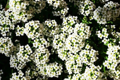 CYBEXIS Sweet Alison (WHITE)400 Seeds Seed(400 per packet)