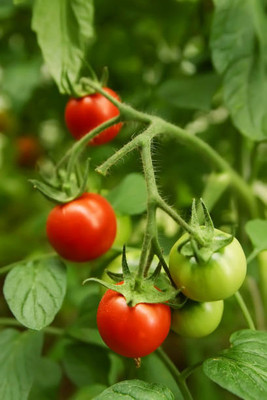 AA ENTERPRISES tomato Seed(30 per packet)