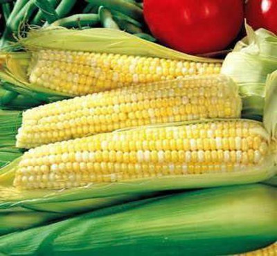 CYBEXIS LX-47 - Ambrosia Hybrid Corn - (2250 Seeds) Seed(2250 per packet)