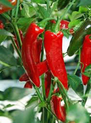 KNESSiN Open-Pollinated Thai Hot Pepper Seeds For Kitchen Gardening-(2400 Seeds) Seed(2400 per packet)