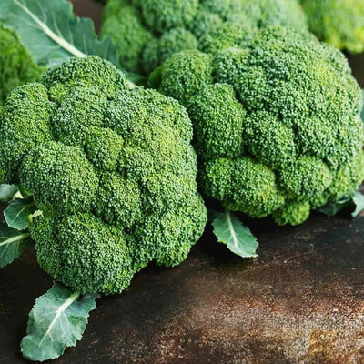 eShoptail Broccoli Seeds F1 Hybrid (Hari Gobhi Seed(5 g)