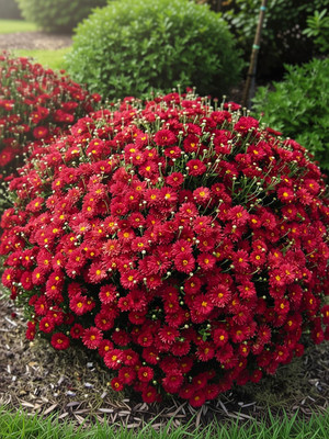 SUAA Chrysanthemum Mix Flower Seed(20 per packet)
