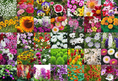 LPR MIX COMBO, FLOWER COMBOO Seed(100 per packet)