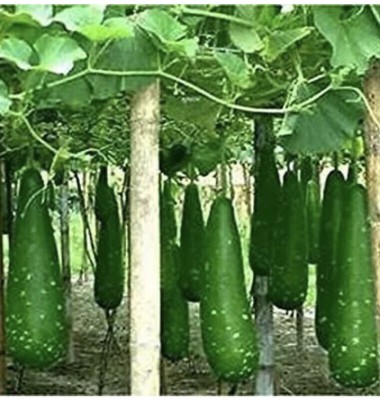 Arshiayat Bangladeshi Hazari Hybrid Long Bottle Gourd Seed(55 per packet)