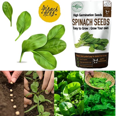 Qualtivate HUA-1A Premium Hybrid Spinach (Paalak) Seeds Seed(300 per packet)