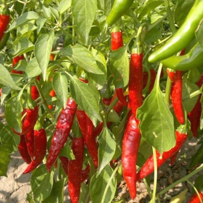 CYBEXIS Heirloom Red Chili Seeds600 Seeds Seed(600 per packet)