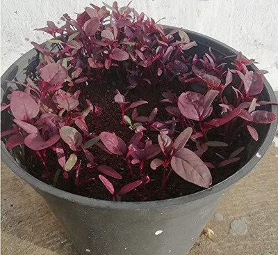 Qualtivate ICRA-7A Red Amaranthus,Laal Saag,red spinach Seed(300 per packet)